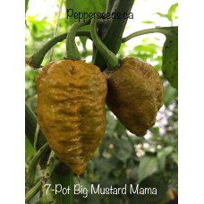 7-Pot Big Mustard Mama Pepper Seeds 