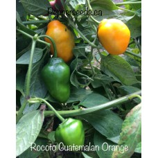Rocoto Guatemalan Orange 