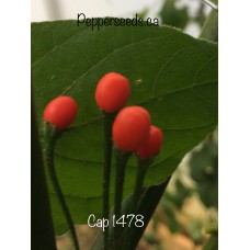 Cap 1478 Pepper Seeds 