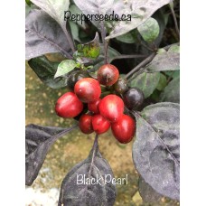 Black Pearl Pepper Seeds 