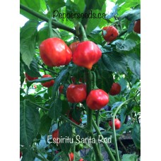 Espiritu Santa Red Pepper Seeds