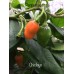 Chiclayo Pepper Seeds