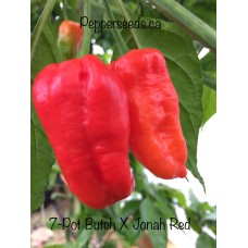 7-Pot Butch X Jonah Red Pepper Seeds 