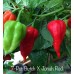 7-Pot Butch X Jonah Red Pepper Seeds 