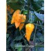 Colombian Orange Pepper Seeds 
