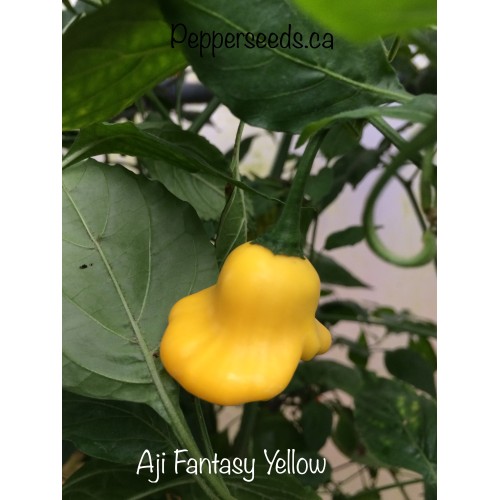 Hot 10 Aji Fantasy Yellow Chilli Seeds 