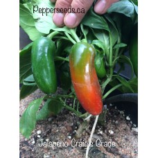 Jalapeno Craigs Grade Pepper Seeds 