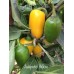 Jalapeño Yellow Pepper Seeds 