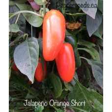 Jalapeño Orange Short Pepper Seeds 