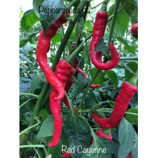 Red Cayenne Pepper Seeds 