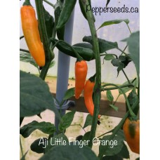 Aji Little Finger Orange Pepper