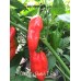 7-Pot Congo Red X Butch T Red Pepper Seeds 
