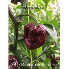 7-Pot Barrackpore Chocolate Pepper Seeds 
