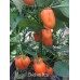 Chichen Itza Pepper Seeds
