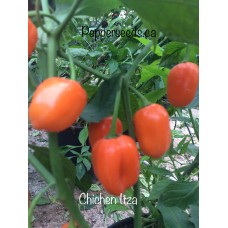 Chichen Itza Pepper Seeds