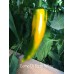Corno Di Torro Yellow Pepper Seeds