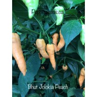 Bhut Jolokia Peach Pepper