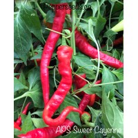 APS Cayenne Sweet Pepper