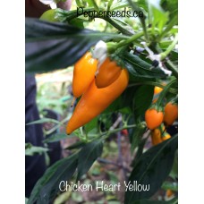 Chicken Heart Yellow Pepper Seeds