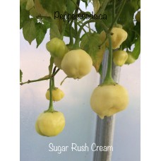 Sugar Rush Cream Pepper Seeds 