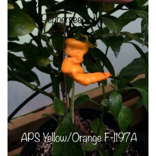 APS Yellow/Orange