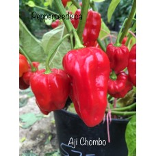 Aji Chombo Pepper Seeds