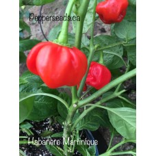 Habanero Martinique Pepper Seeds 