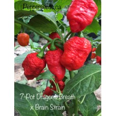 7-Pot Dragons Breath x Brain Strain Pepper Seeds 
