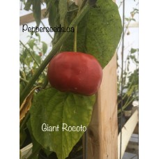 Giant Rocoto Pepper Seeds