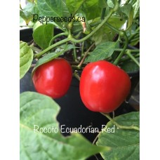 Rocoto Ecuadorian Red Pepper Seeds 