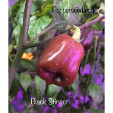 Black Stinger Pepper Seeds