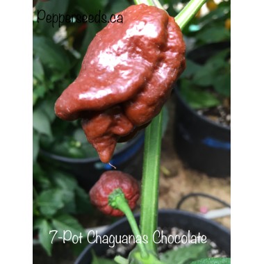 7-Pot Chaguanas Chocolate Pepper