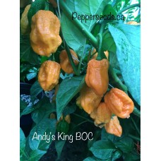 Andy's King BOC Pepper Seeds