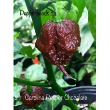 Carolina Reaper Chocolate Pepper Seeds 