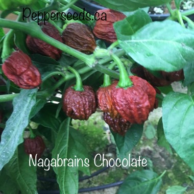 Nagabrains chocolate 