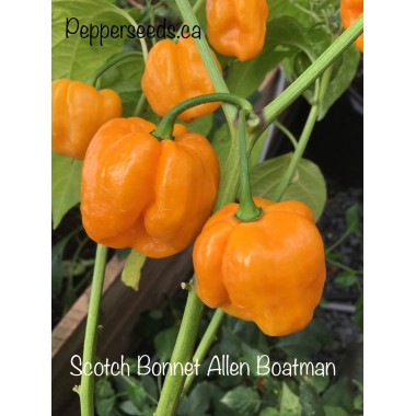Scotch Bonnet Allen Boatman Pepper Seeds 