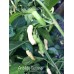 Aribibbi Gusano Pepper Seeds 