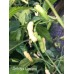 Aribibbi Gusano Pepper Seeds 