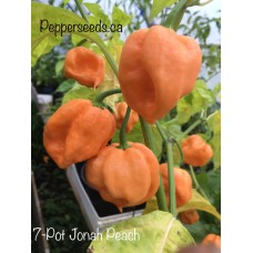 7-Pot Jonah Peach Pepper Seeds