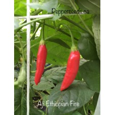 Aji Ethiopian Fire Pepper Seeds