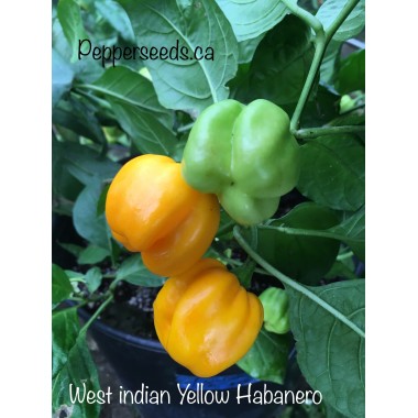 West indian Yellow Habanero