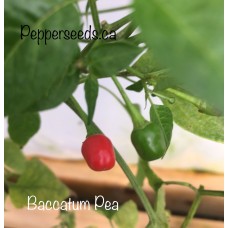 Baccatum Pea Pepper Seeds 