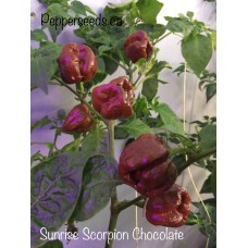 Sunrise Scorpion Chocolate Pepper Seeds