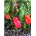 Candy Cane Pepper Seeds 