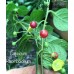 Capsicum Rhomboideum Wild Pepper Seeds 