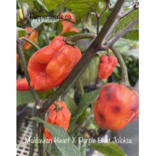 Maldavian Heart X Purple Bhut Jolokia Pepper Seeds 