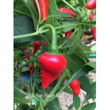 Chicken Heart Red Pepper Seeds 