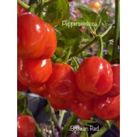 Bolivian Red Pepper Seeds 