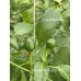 Brazilian Wild Large Red Pepper Seeds 