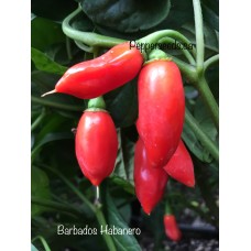 Barbados Habanero Pepper Seeds 